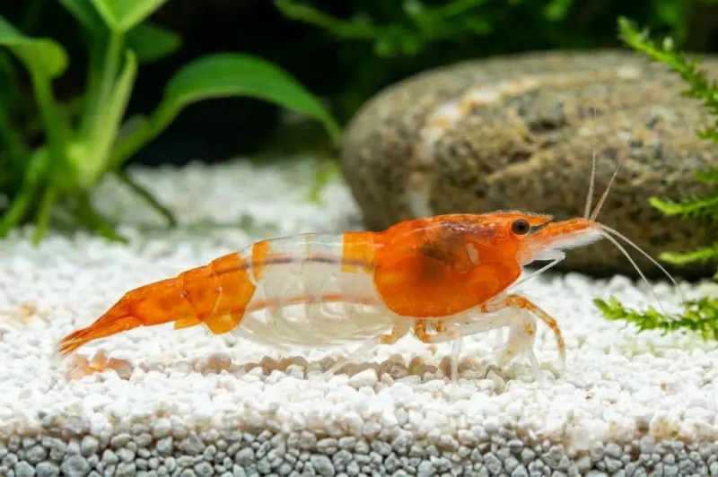 Orange Rili Garnele im Aquarium